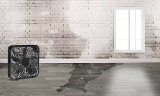 Best Water damage cleanup near me  in Highland City, FL